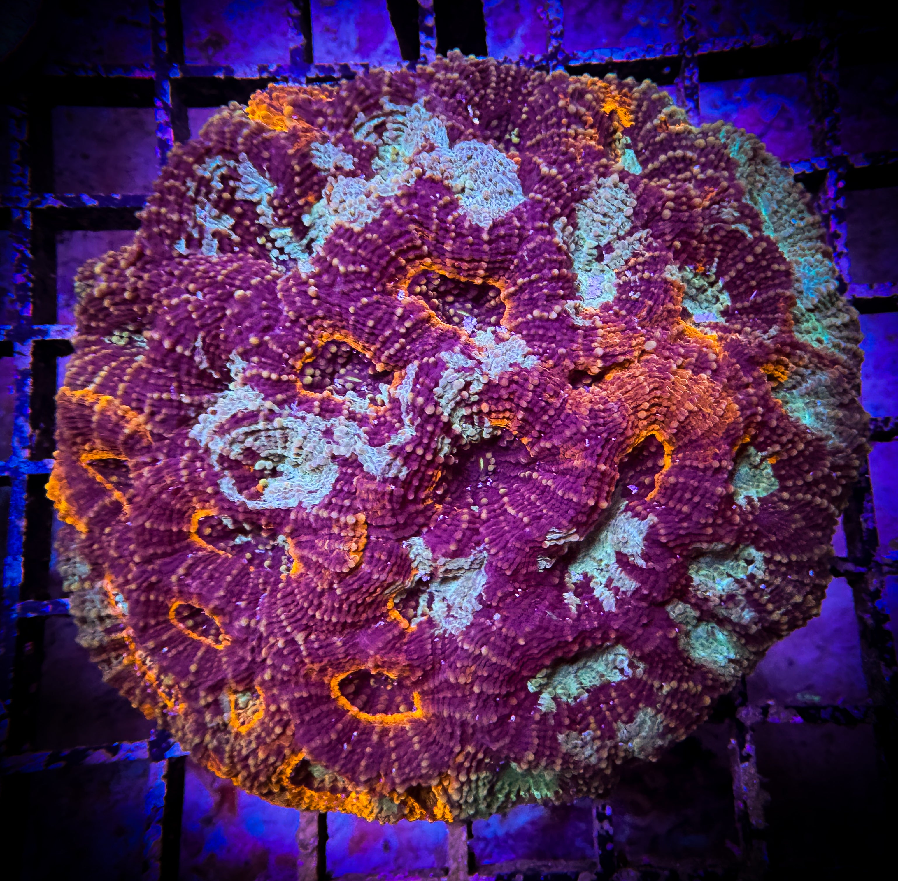 acan-echinata-colony-b13-love-the-reef