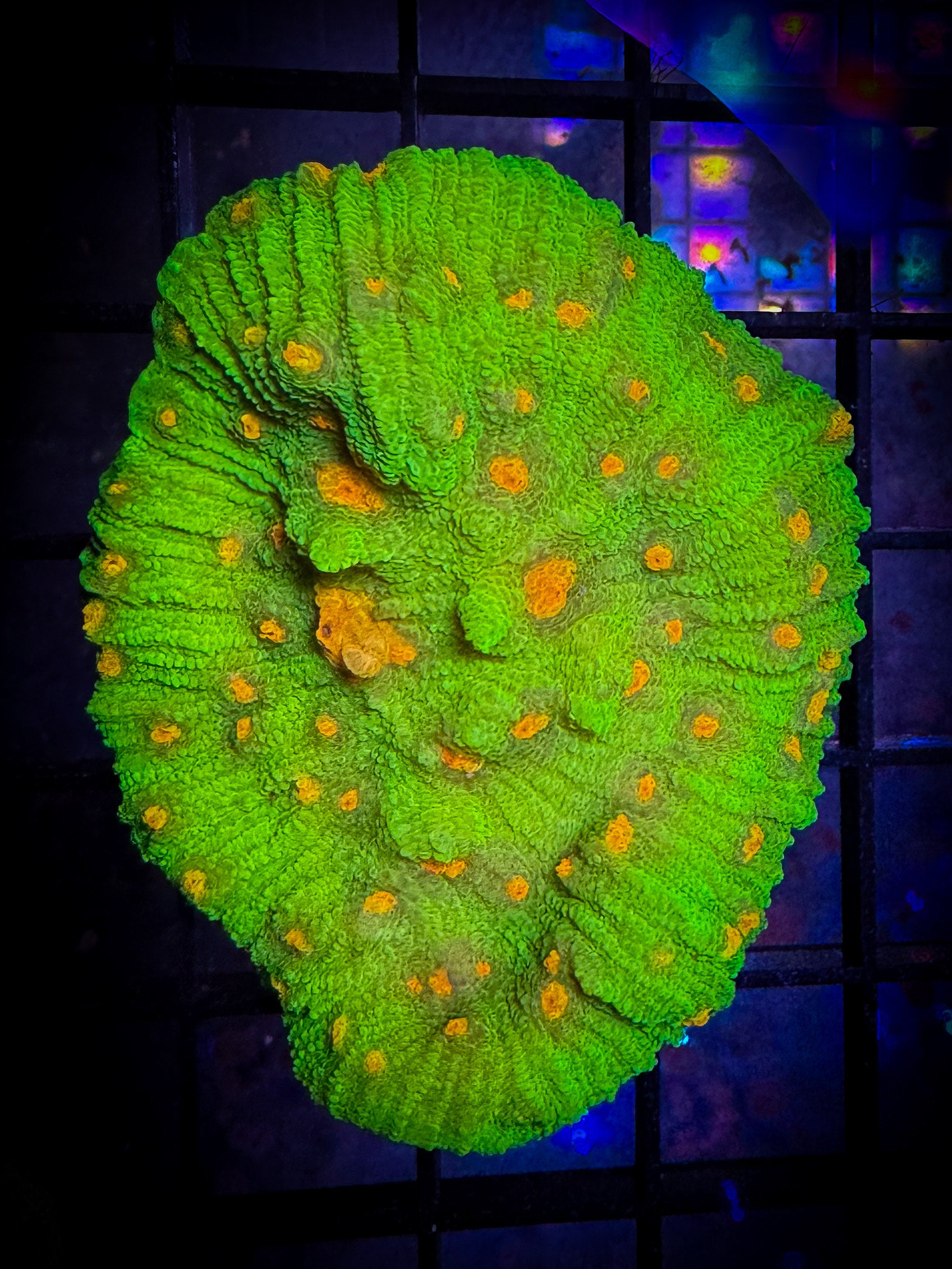 live-wysiwyg-coral-love-the-reef