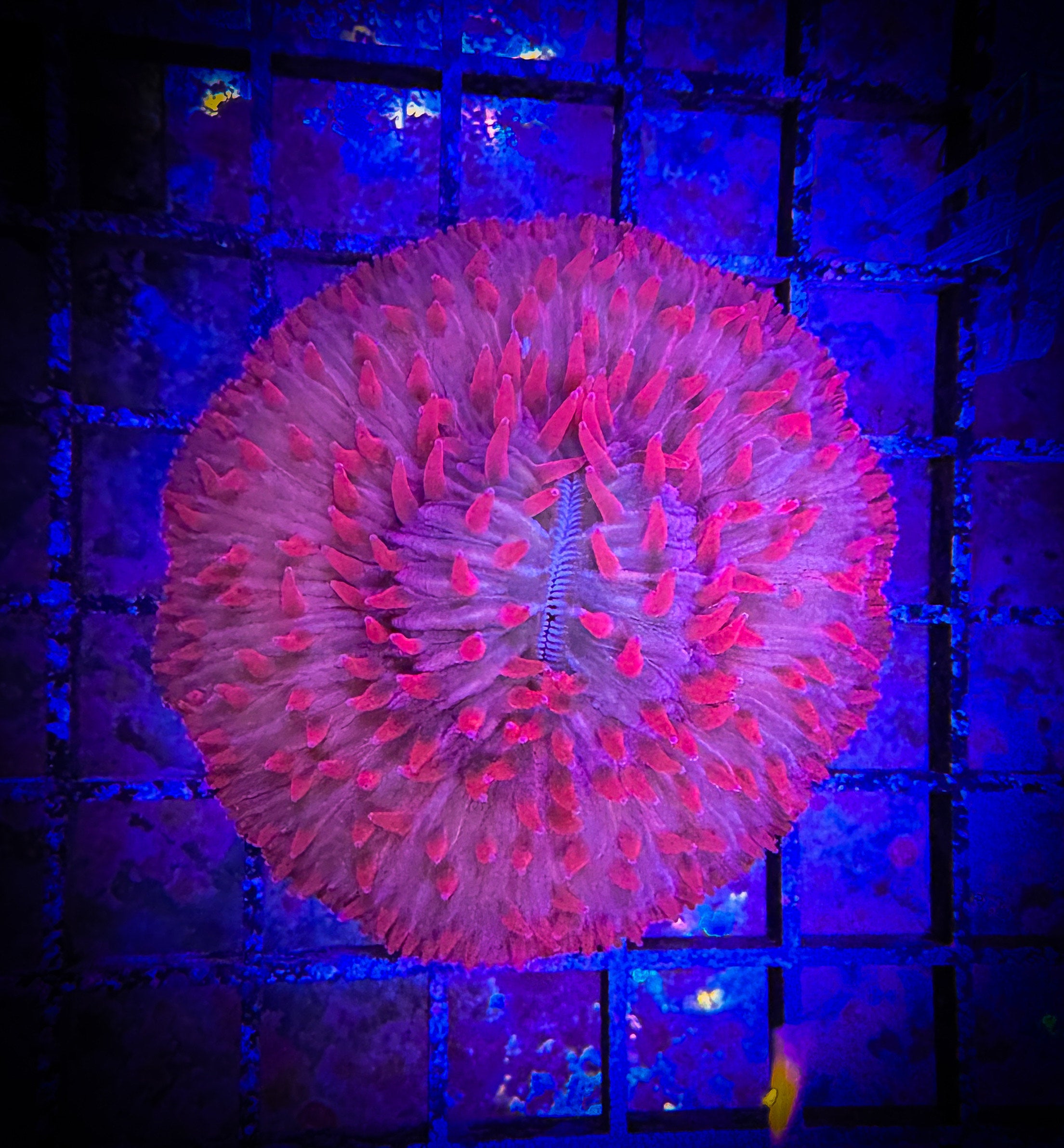 live-wysiwyg-coral-love-the-reef
