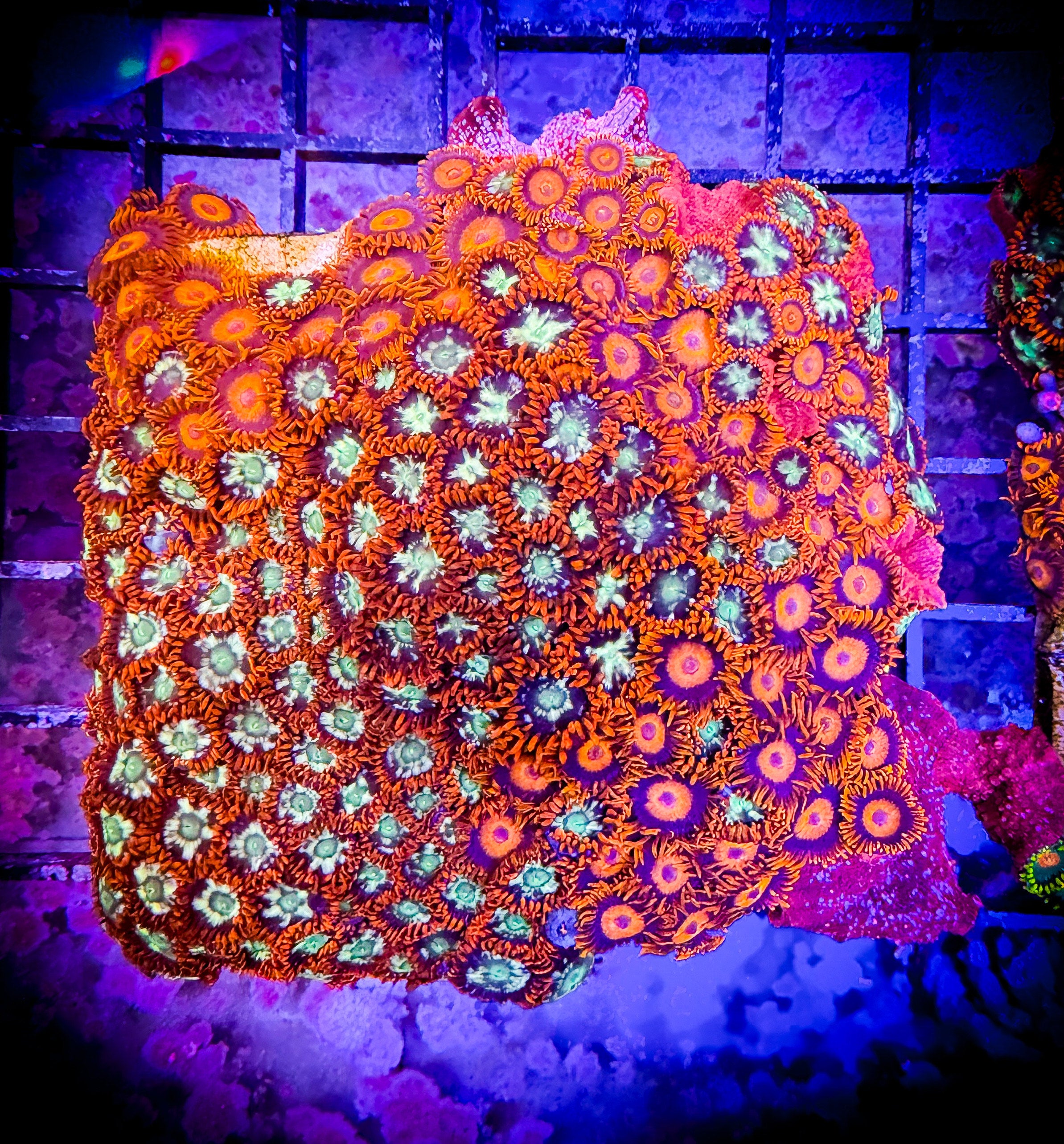 live-wysiwyg-coral-love-the-reef