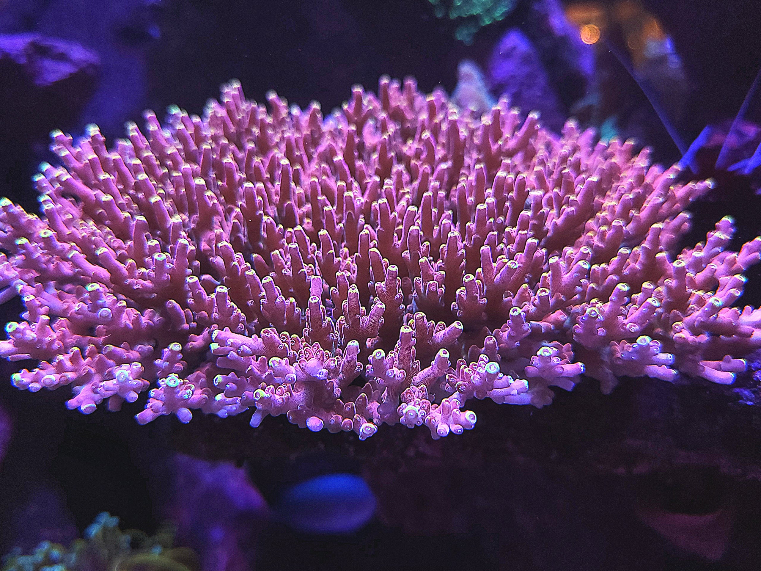 Live wysiwyg coral love the reef